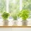 Pride of Place Herb Garden OLD CREAM (D115x H 100mm / 4.5 x 4.0")